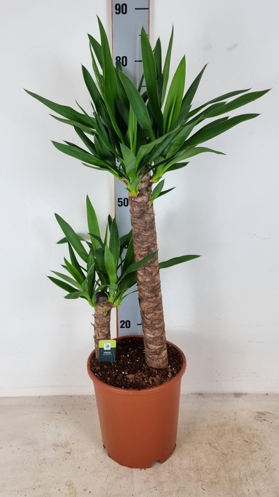 <h4>YUC ELEPHANTIPES</h4>