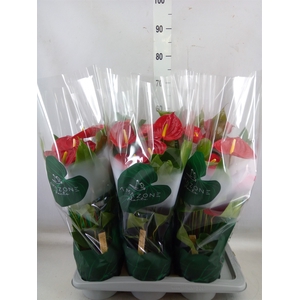 Anthurium andr. 'Nevada'