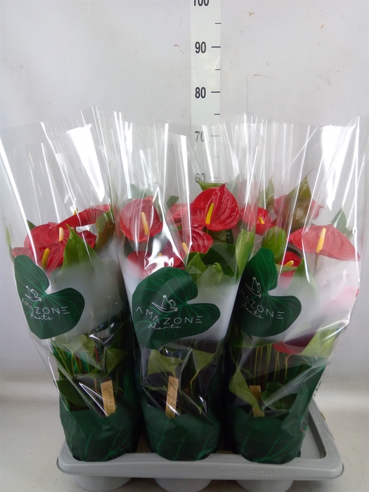 <h4>Anthurium andr. 'Nevada'</h4>
