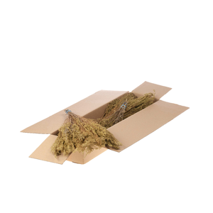 Solidago Plant Sb Natural