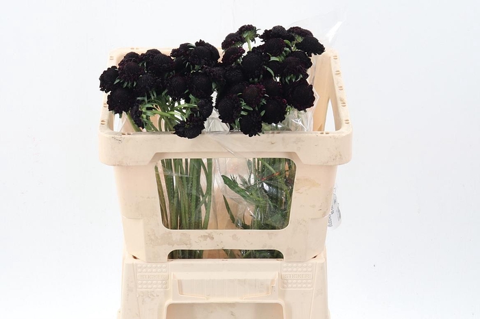 <h4>Scab Blackberry Scoop</h4>