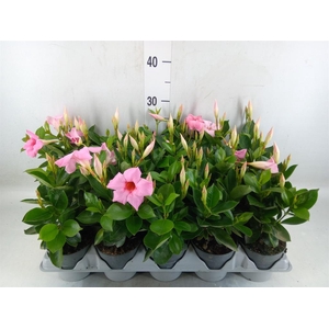 Mandevilla am. 'Sundav Pretty Pink'