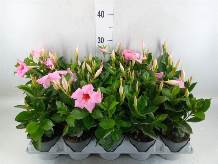 <h4>Mandevilla am. 'Sundav Pretty Pink'</h4>