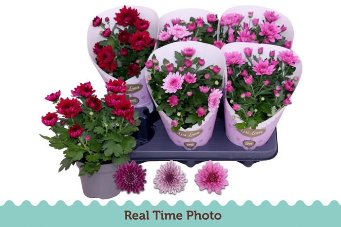 <h4>CHR GEMENGD</h4>