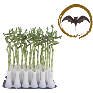 Lucky Bamboo Stem Spiral 35cm in Tube Vase White