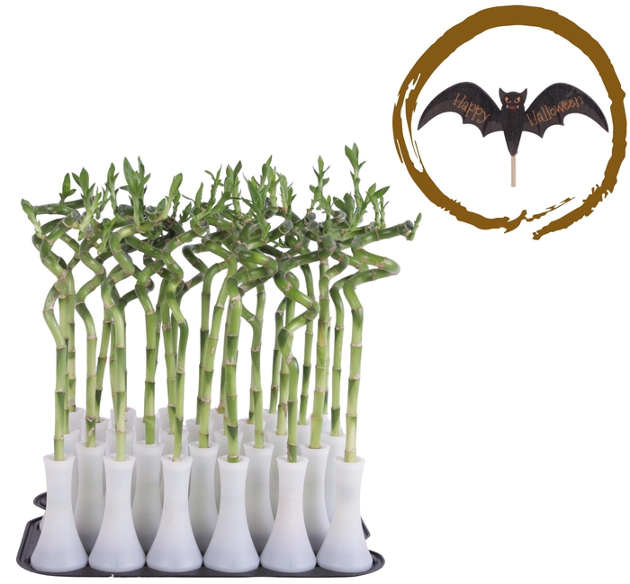 <h4>Lucky Bamboo Stem Spiral 35cm in Tube Vase White</h4>