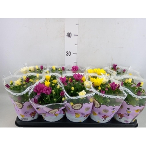 Chrysanthemum   ..mix/pot