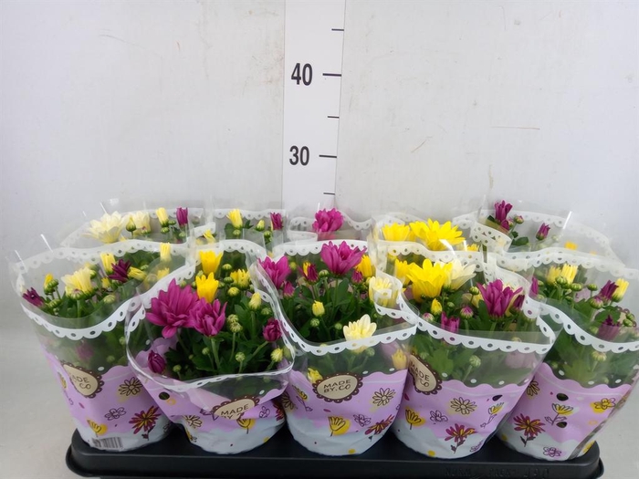 <h4>Chrysanthemum   ..mix/pot</h4>