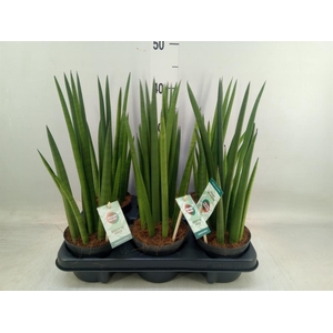 Sansevieria cyl.  ...