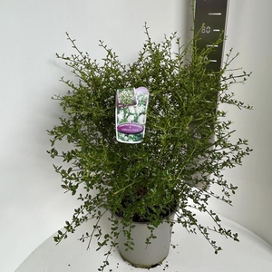 Ceanothus thyrsiflorus