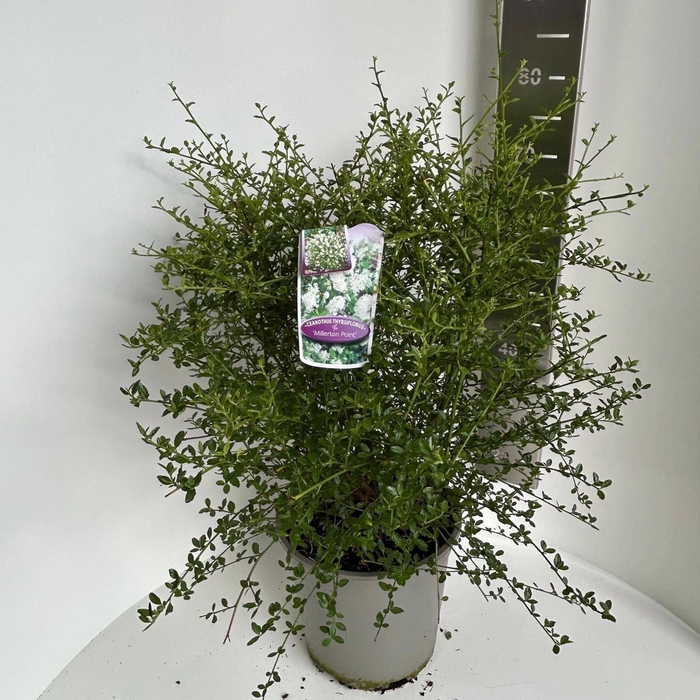 <h4>Ceanothus thyrsiflorus</h4>