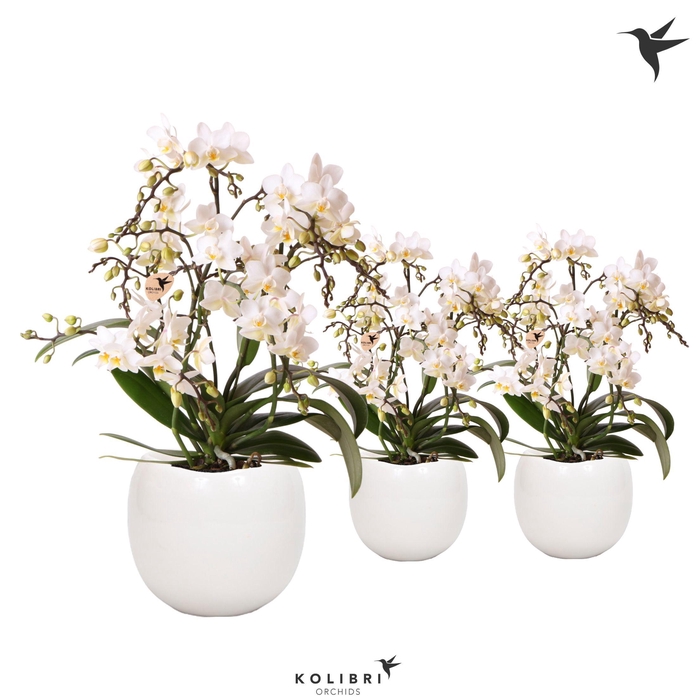 <h4>Kolibri Orchids Phalaenopsis Botanic 4 spike in Bowl pot white</h4>