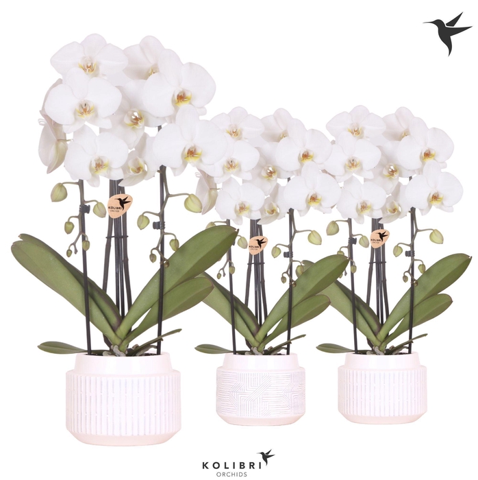 <h4>Kolibri Orchids Cascade Niagara Fall white 2 spike in Maze pot white</h4>