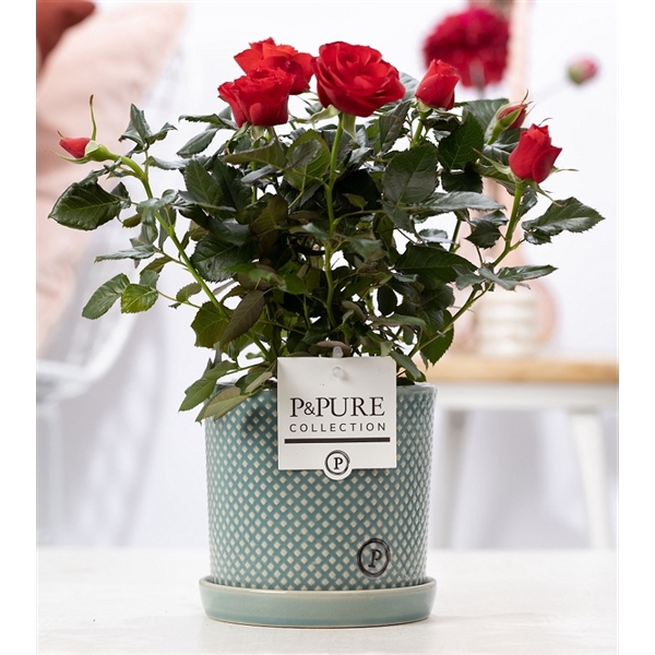 <h4>Rosa red in P&PURE Lauren ceramics</h4>