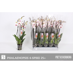 PHAL RED LIPS