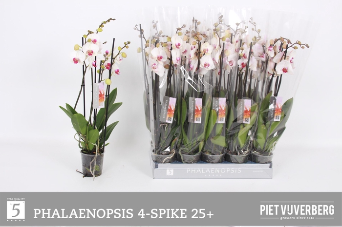 <h4>PHAL RED LIPS</h4>