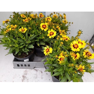 CORE UPTI YELLOW&RED