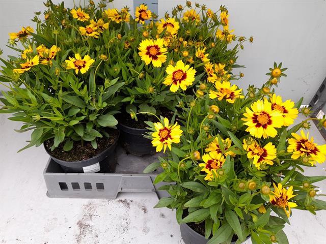 CORE UPTI YELLOW&RED