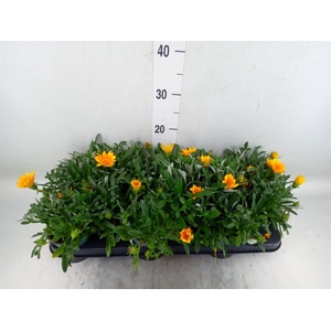 Gazania splen. 'Gelbe Jupiter'