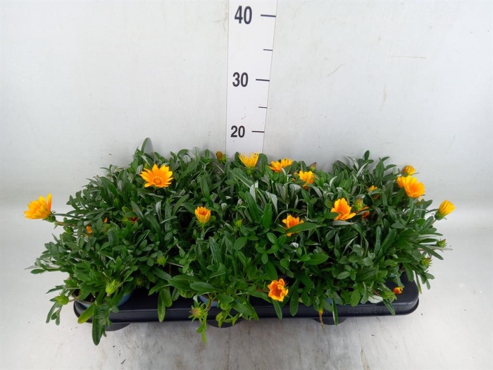 <h4>Gazania splen. 'Gelbe Jupiter'</h4>