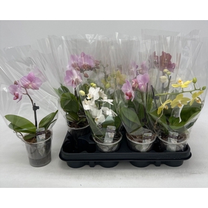 PHAL GEM