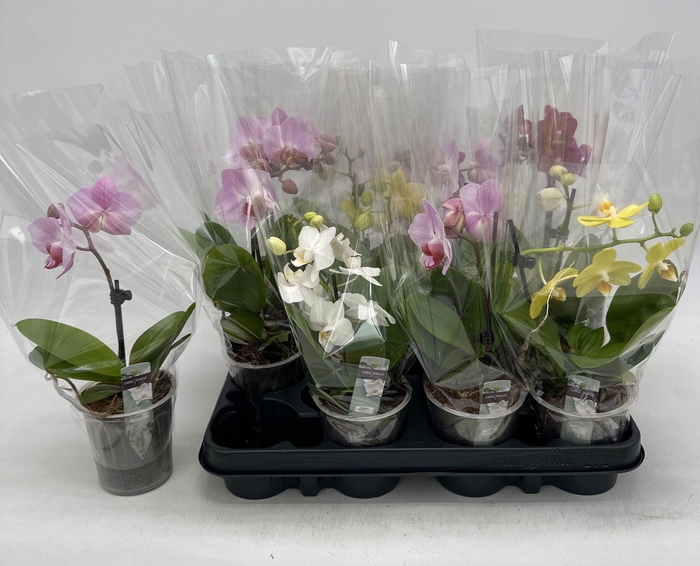<h4>PHAL GEM</h4>