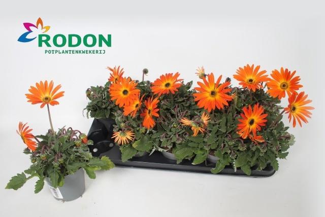 <h4>ARCTOTIS OP FIRE</h4>