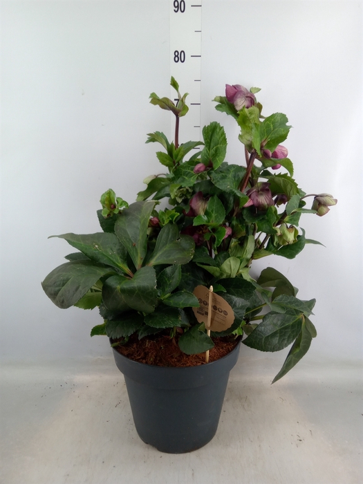 <h4>Helleborus x hybr. 'Red Princess'</h4>