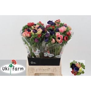 Anem Levante Gemengd In Bos