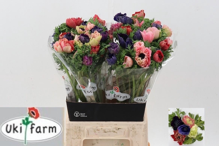 <h4>Anem Levante Gemengd In Bos</h4>