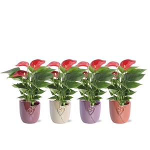 Anthurium 7 cm Micra in Joa ceramics