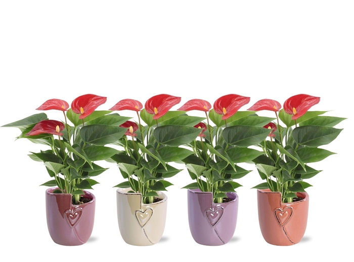 <h4>Anthurium 7 cm Micra in Joa ceramics</h4>