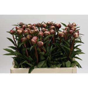 Paeonia Alertie