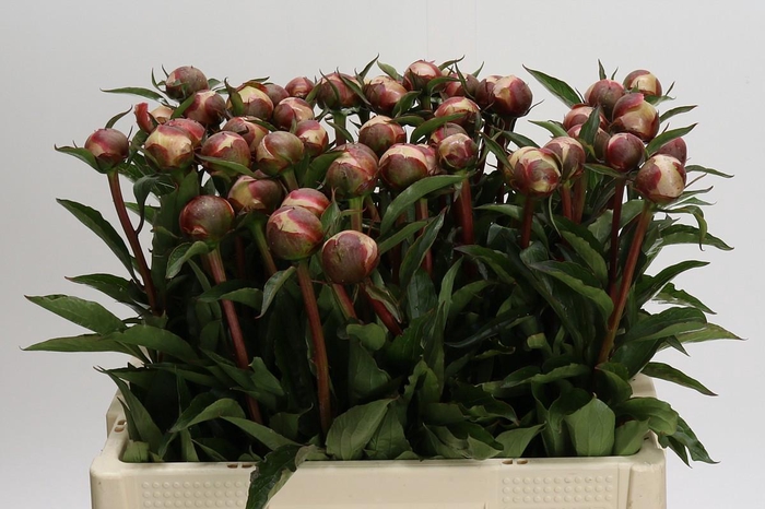 <h4>Paeonia Alertie</h4>