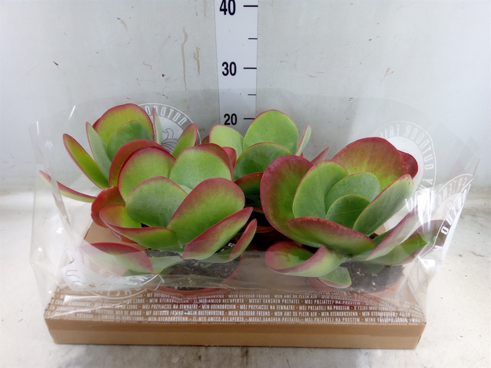 <h4>Kalanchoe NF thyrsiflora</h4>