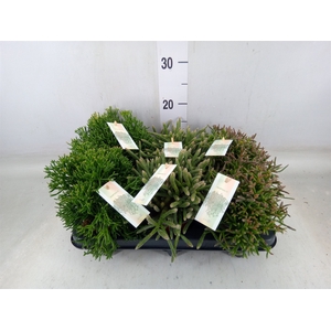 Rhipsalis   ...mix