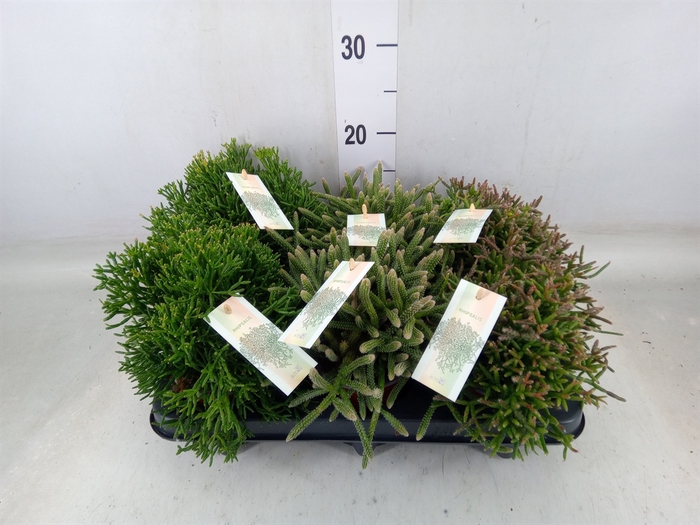 <h4>Rhipsalis   ...mix</h4>