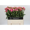 Paeonia Glory Hallelujah