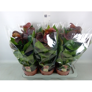 Anthurium andr. 'Essencia'