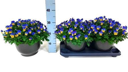 Vio Co Em Yel B J Up