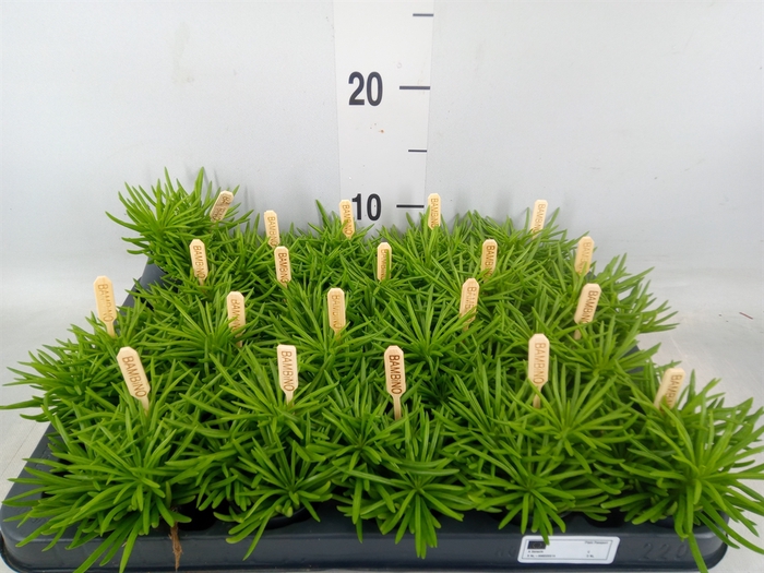<h4>Senecio archeri 'Himalaya'</h4>