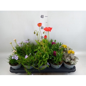 Rotsplanten   ...mix   [Rock plant]