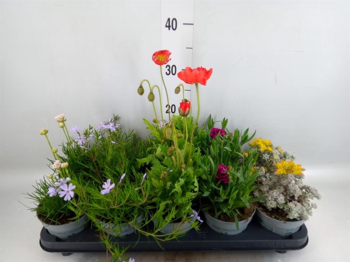 <h4>Rotsplanten   ...mix   [Rock plant]</h4>