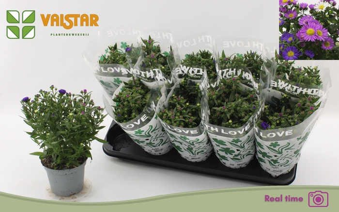 <h4>ASTER NB OV</h4>