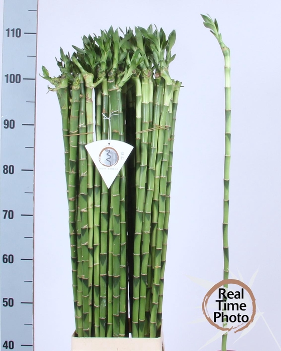 <h4>DRAC LUCKY BAMBOO</h4>