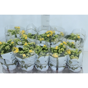 KALANCHOE DOBRADO P11 AMARELO