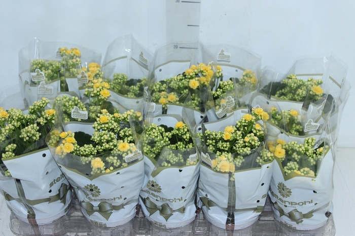 <h4>KALANCHOE DOBRADO P11 AMARELO</h4>
