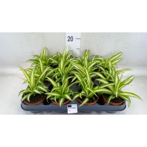 Chlorophytum com. 'Variegatum'
