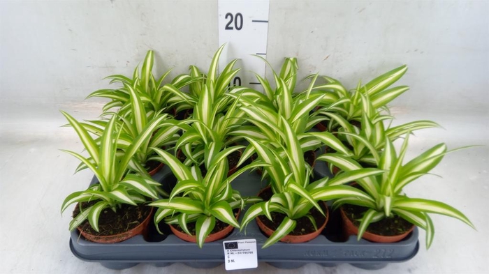 <h4>Chlorophytum com. 'Variegatum'</h4>