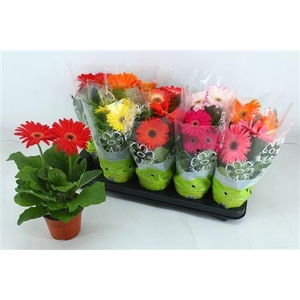 Gerbera gemengd